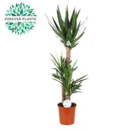 Yucca (15879)