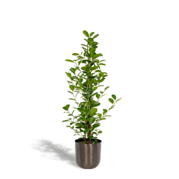 Ficus microcarpa Moclame - Pot Mayk Lead (8720634289948)