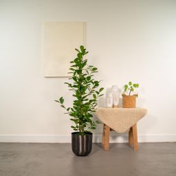 Ficus microcarpa Moclame - Pot Mayk Lead (8720634289948)