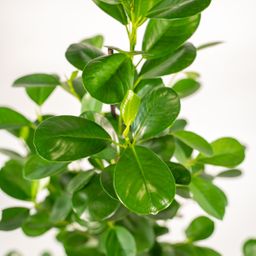 Ficus microcarpa Moclame - Pot Mayk Lead (8720634289948)