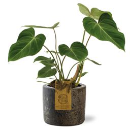 Philodendron Gloriosum - Maas Pot D16x14cm - Bruin (42200)