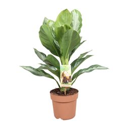 Aglaonema Silver Bay - Chinese Evergreen (8720634284097)