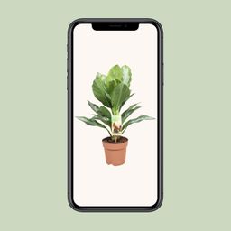 Aglaonema Silver Bay - Chinese Evergreen (8720634284097)