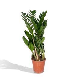 Zamioculcas Zamiifolia (8720634284691)