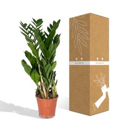 Zamioculcas Zamiifolia (8720634284691)