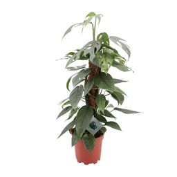Epipremnum Pinnatum Cebu Blue (12576)