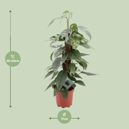 Epipremnum Pinnatum Cebu Blue (12576)