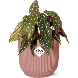 Begonia Maculata + ELHO Vibes Fold 14cm roze (49371)