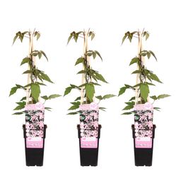 Hoogeveen 3x - Clematis Montana 'Fragrant Spring' - ↨65cm - Ø15 (8720955320887)