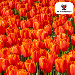 Tulpenbollen Dafeng – 20 Stuks | KH Bloembollen® | Oranje Tulp – Grootbloemig & Elegant – Voor Tuin of Pot – Maat 11/12 – Vers van de Teler! (51138)
