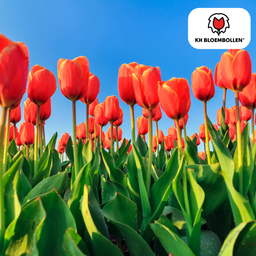 Tulpenbollen Dafeng – 20 Stuks | KH Bloembollen® | Oranje Tulp – Grootbloemig & Elegant – Voor Tuin of Pot – Maat 11/12 – Vers van de Teler! (51138)