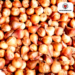 Tulpenbollen Dafeng – 20 Stuks | KH Bloembollen® | Oranje Tulp – Grootbloemig & Elegant – Voor Tuin of Pot – Maat 11/12 – Vers van de Teler! (51138)