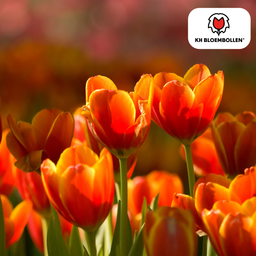 Tulpenbollen Dafeng – 20 Stuks | KH Bloembollen® | Oranje Tulp – Grootbloemig & Elegant – Voor Tuin of Pot – Maat 11/12 – Vers van de Teler! (51138)