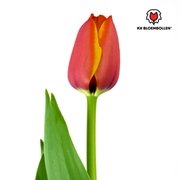 Tulpenbollen Dafeng – 20 Stuks | KH Bloembollen® | Oranje Tulp – Grootbloemig & Elegant – Voor Tuin of Pot – Maat 11/12 – Vers van de Teler! (51138)