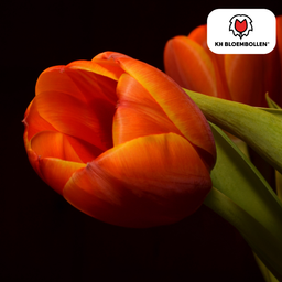 Tulpenbollen Dafeng – 20 Stuks | KH Bloembollen® | Oranje Tulp – Grootbloemig & Elegant – Voor Tuin of Pot – Maat 11/12 – Vers van de Teler! (51138)
