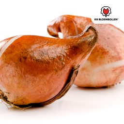 Tulpenbollen Dafeng – 20 Stuks | KH Bloembollen® | Oranje Tulp – Grootbloemig & Elegant – Voor Tuin of Pot – Maat 11/12 – Vers van de Teler! (51138)
