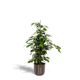 Ficus benjamina Danielle - Pot Mayk Lead (8720634289894)