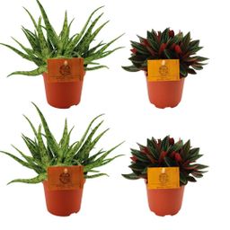 2x Aloe Spider + 2x Peperomia Rosso - 4 stuks - Ø10.5cm (22770)