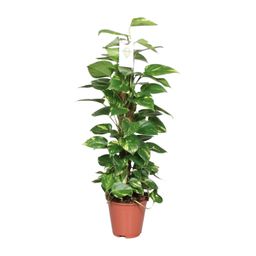 Epipremnum Pinnatum Mosstok 80cm Scindapsus (23176)
