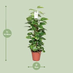 Epipremnum Pinnatum Mosstok 80cm Scindapsus (23176)