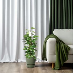 Epipremnum Pinnatum Mosstok 80cm Scindapsus (23176)