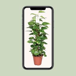 Epipremnum Pinnatum Mosstok 80cm Scindapsus (23176)