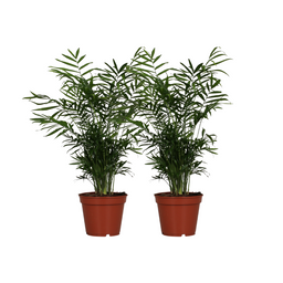 Chamaedorea Elegans - 2 stuks (32938)