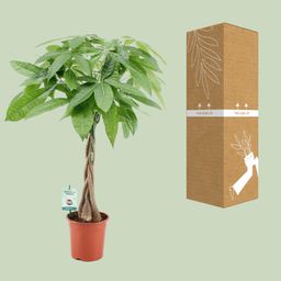 Pachira Aqautica (20671)