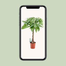 Pachira Aqautica (20671)