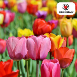 Tulpenbollen Mix – 20 Stuks | KH Bloembollen® | Kleurrijke Tulpenmix – Perfect voor Tuin of Pot – Maat 11/12 – Vers van de Teler (08720256864578)