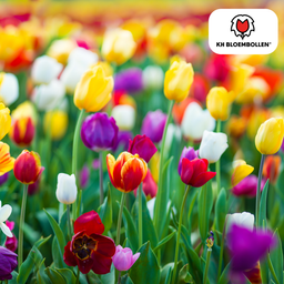 Tulpenbollen Mix – 20 Stuks | KH Bloembollen® | Kleurrijke Tulpenmix – Perfect voor Tuin of Pot – Maat 11/12 – Vers van de Teler (08720256864578)