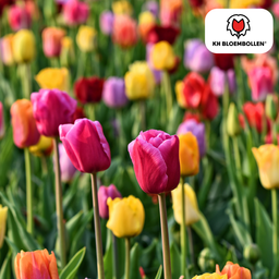 Tulpenbollen Mix – 20 Stuks | KH Bloembollen® | Kleurrijke Tulpenmix – Perfect voor Tuin of Pot – Maat 11/12 – Vers van de Teler (08720256864578)