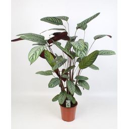 Ctenanthe Oppenheimiana (29018)