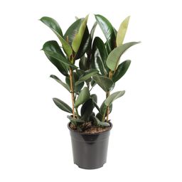 Ficus Elastica Robusta (12640)