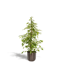 Ficus benjamina Goldenking - Pot Mayk Lead (8720634289917)