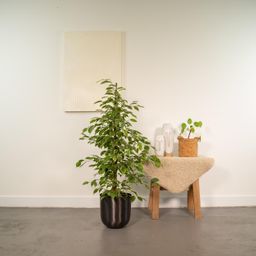 Ficus benjamina Goldenking - Pot Mayk Lead (8720634289917)