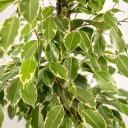 Ficus benjamina Goldenking - Pot Mayk Lead (8720634289917)