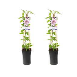 Clematis Nelly Moser - 2 stuks (32918)