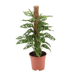 Monstera monkey (12597)