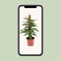 Monstera monkey (12597)