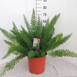 Asparagus D. Meyers (29053)