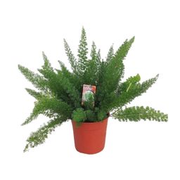 Asparagus D. Meyers (29053)