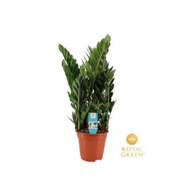 Zamioculcas 21cm (29036)