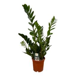 Zamioculcas - 75 cm - Ø17cm (8721081686656)