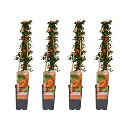 Hoogeveen 4x - Pyracantha 'Soleil dOr' - ↨65cm - Ø15 (8720955320795)
