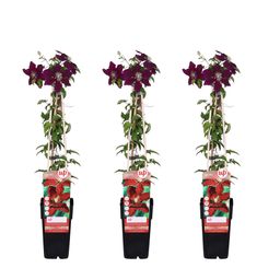 Hoogeveen 3x - Clematis Niobe - ↨65cm - Ø15 (8720955320986)