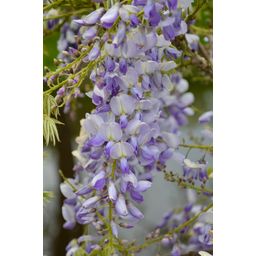 Hoogeveen 2x Wisteria sinensis 'Caroline' - ↨65cm - Ø15 (8720955321310)