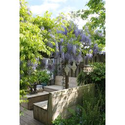 Hoogeveen 2x Wisteria sinensis 'Caroline' - ↨65cm - Ø15 (8720955321310)