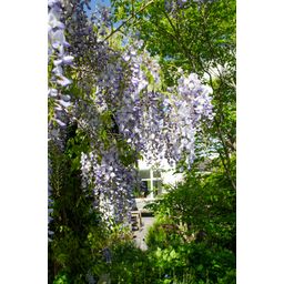 Hoogeveen 2x Wisteria sinensis 'Caroline' - ↨65cm - Ø15 (8720955321310)