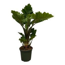 Alocasia Low Raider - 75 cm - Ø26cm (8721081686229)